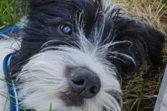 Anouk-in-der-Wiese