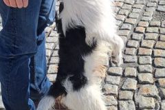 Maennchen