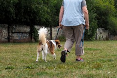 Apollo-aus-dem-Kromigarten-Lauf